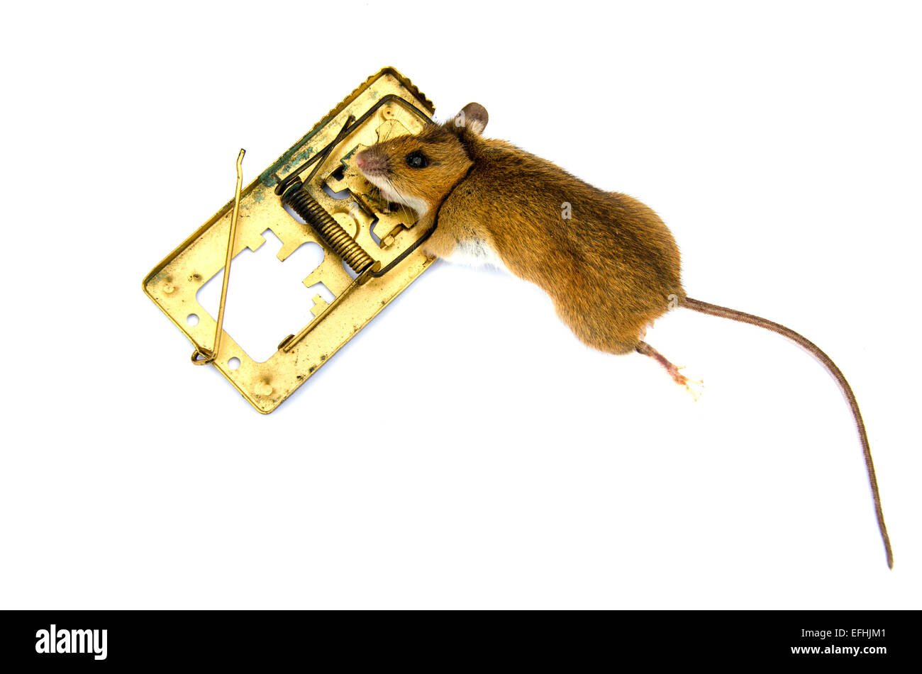 Morti di peste animale mouse Apodemus flavicolis giallo mouse a collo alto in mousetrap isolato su bianco Foto Stock
