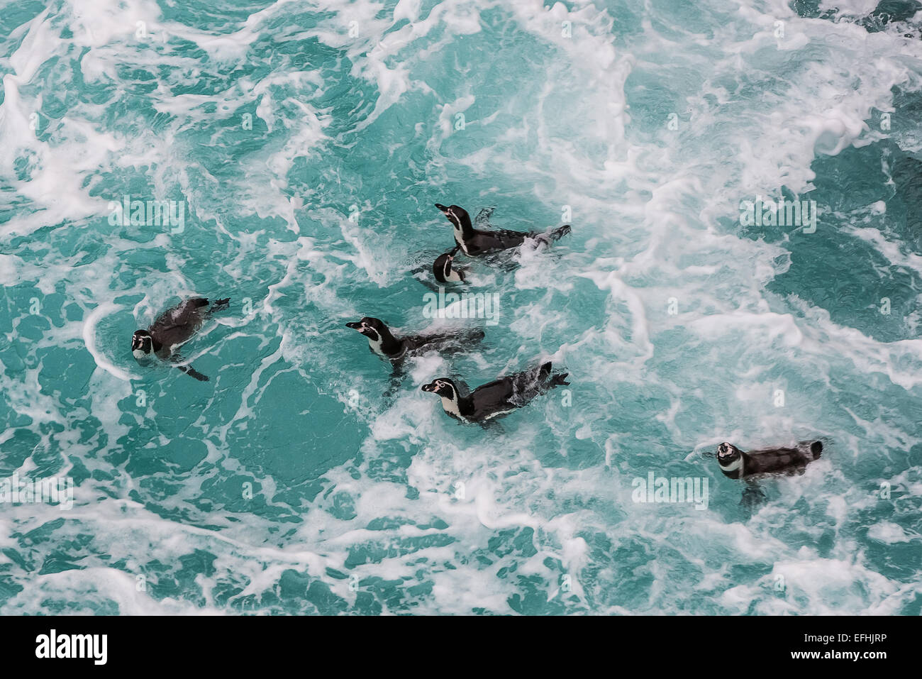 I pinguini Humboldt nuoto nella costa peruviana in Ica Perù Foto Stock