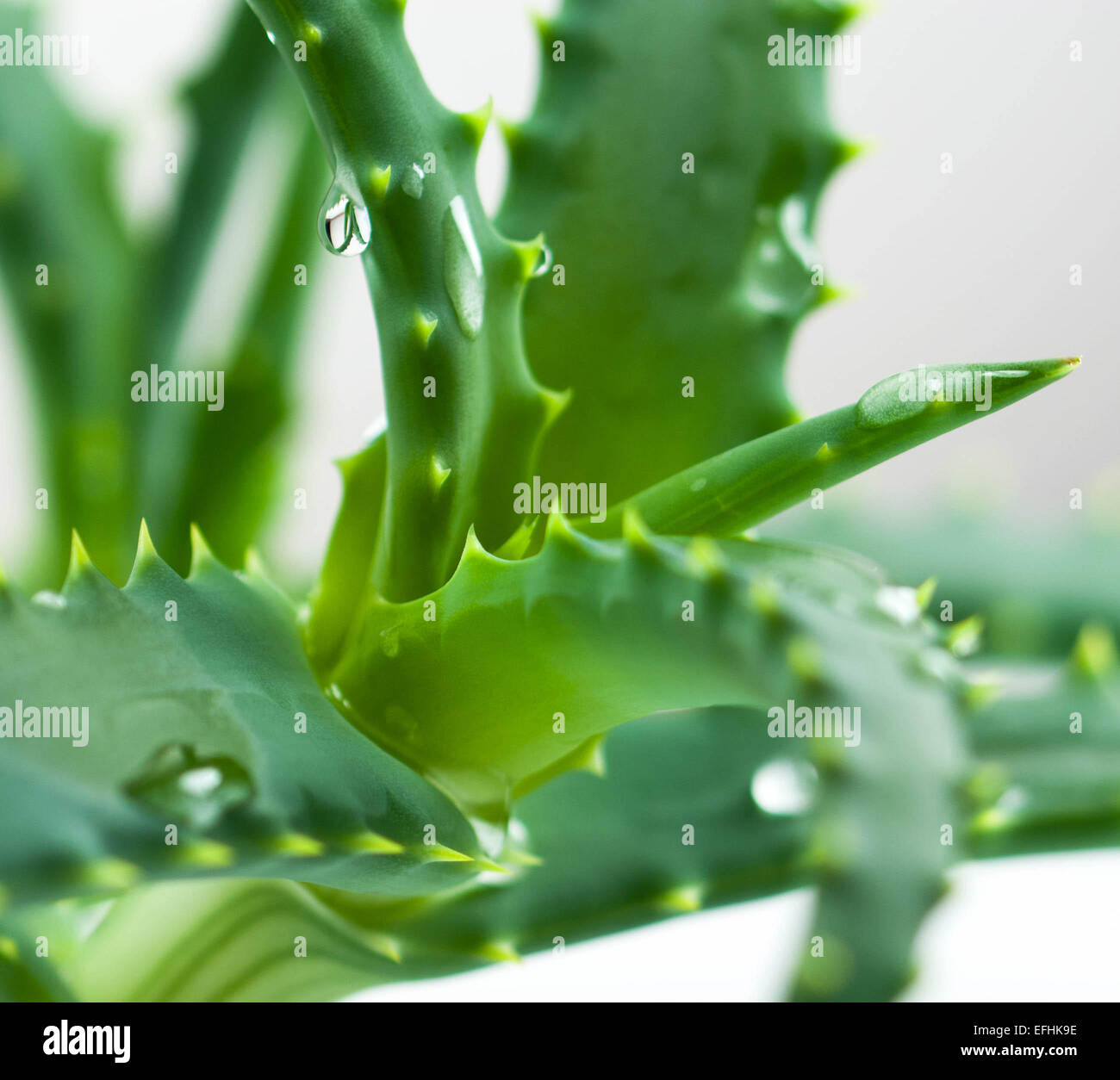Aloe Vera isolato su bianco Foto Stock