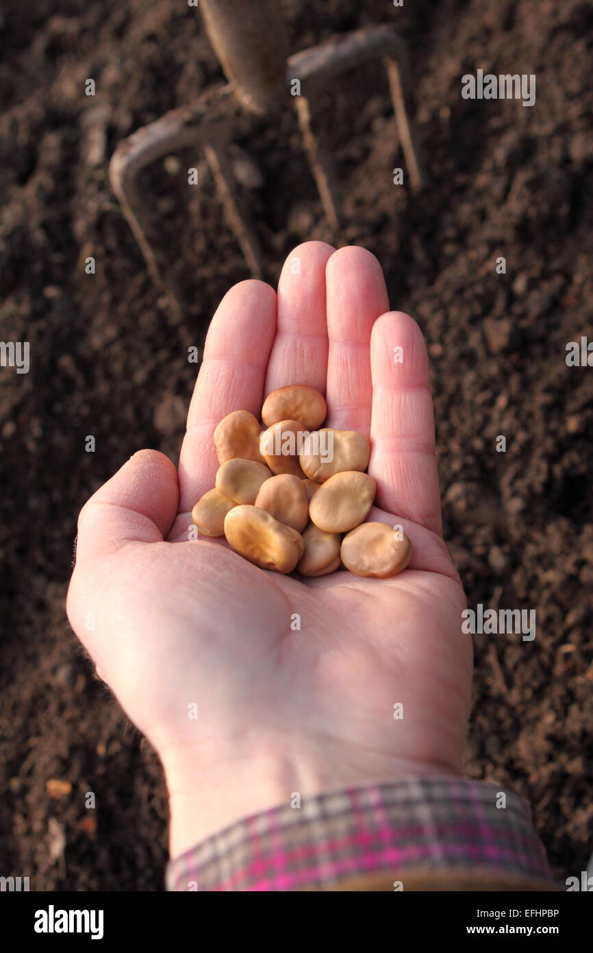 Manita Witkiem ampia semi di fagiolo pronto per l'inizio della primavera la semina nel febbraio del Regno Unito Foto Stock