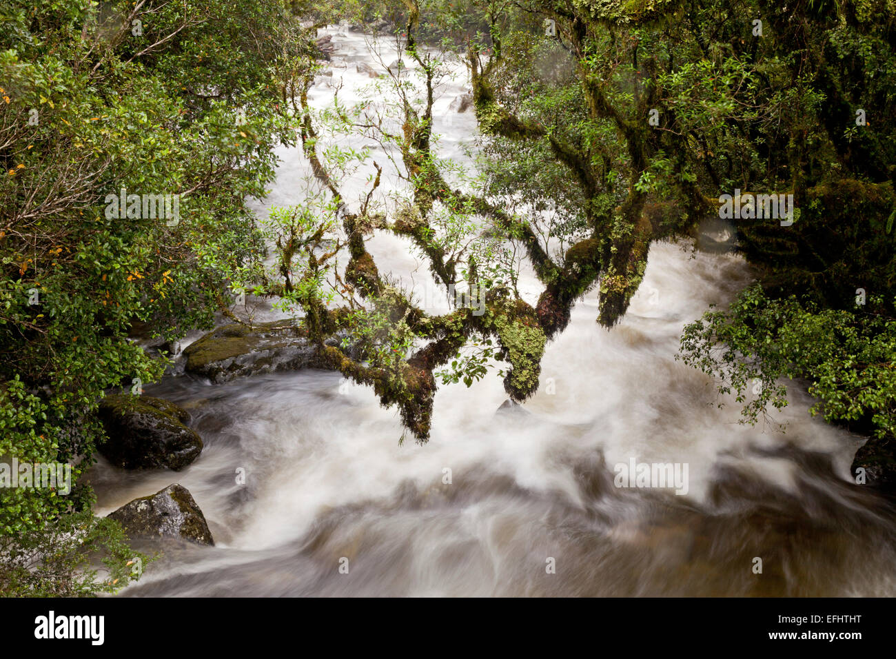 Torrente di montagna, bianco flusso di acqua dopo la pioggia con sovrastante, filiale di muschio, Milford Road, Parco Nazionale di Fiordland, Sud ISL Foto Stock