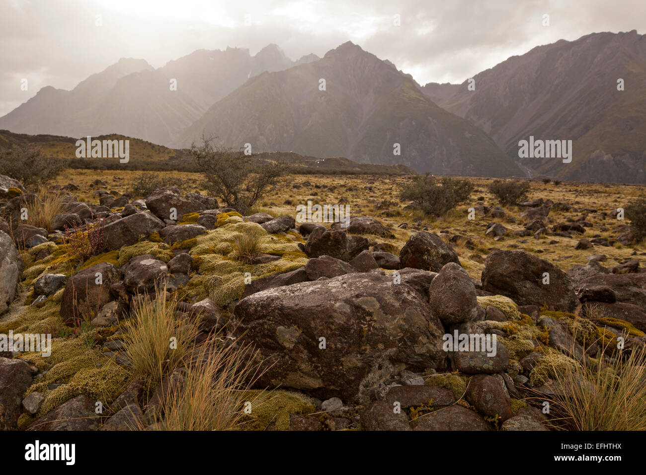 Muschi e licheni su una morena, Aoraki, parco nazionale di Mount Cook, Tasman Valley, Isola del Sud, Nuova Zelanda Foto Stock