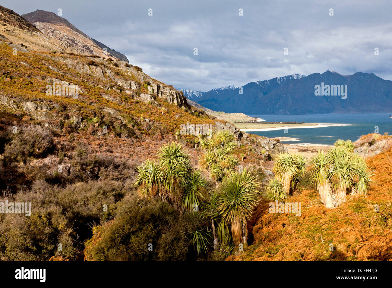 Passare tra il Lago Hawea e il lago Wanaka, cavolo alberi, Cordyline australis, Otago, Isola del Sud, Nuova Zelanda Foto Stock