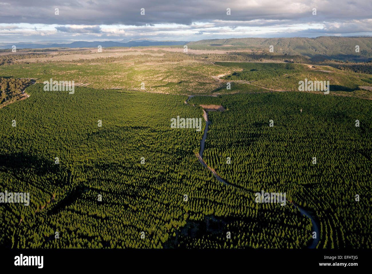 Antenna di legno di pino piantagioni, Foresta Kaingaroa Plantage, monocoltura tra la costa e il lago Taupo, Baia di Planty, Nord Foto Stock