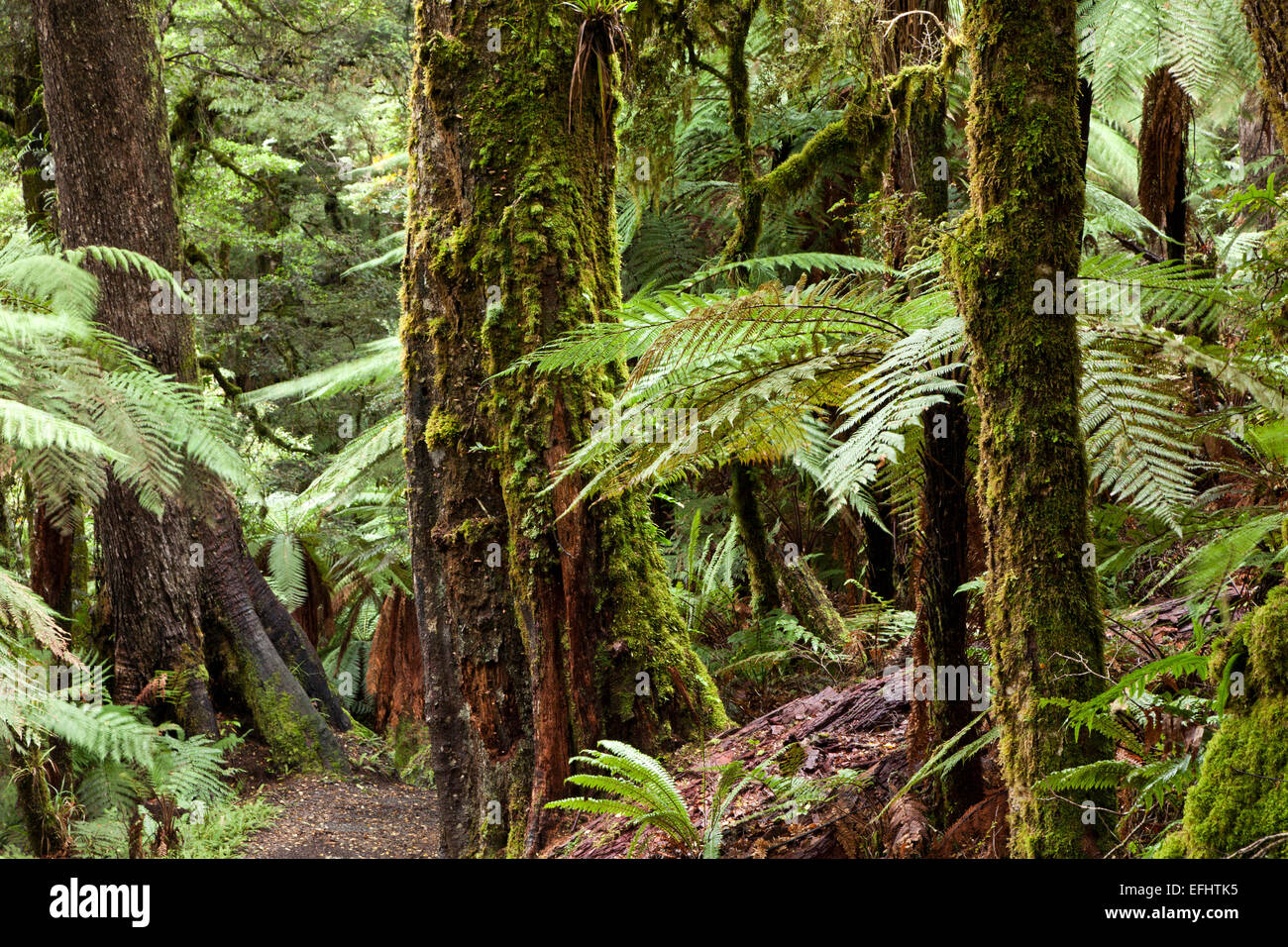 Foresta di felci arboree e tronchi di alberi coperti di MOSS, Lago Waikaremoana, Te Urewera National Park, Figli della mi Foto Stock
