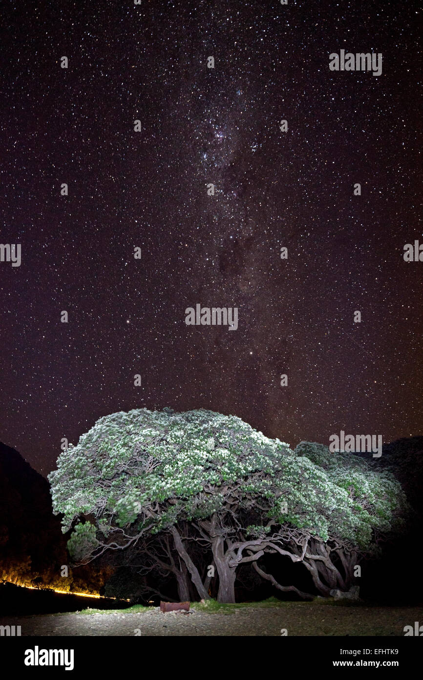 Albero illuminato di notte sotto un cielo stellato, la via lattea, albero Pohutukawa, East Cape, Isola del nord, Nuova Zelanda Foto Stock