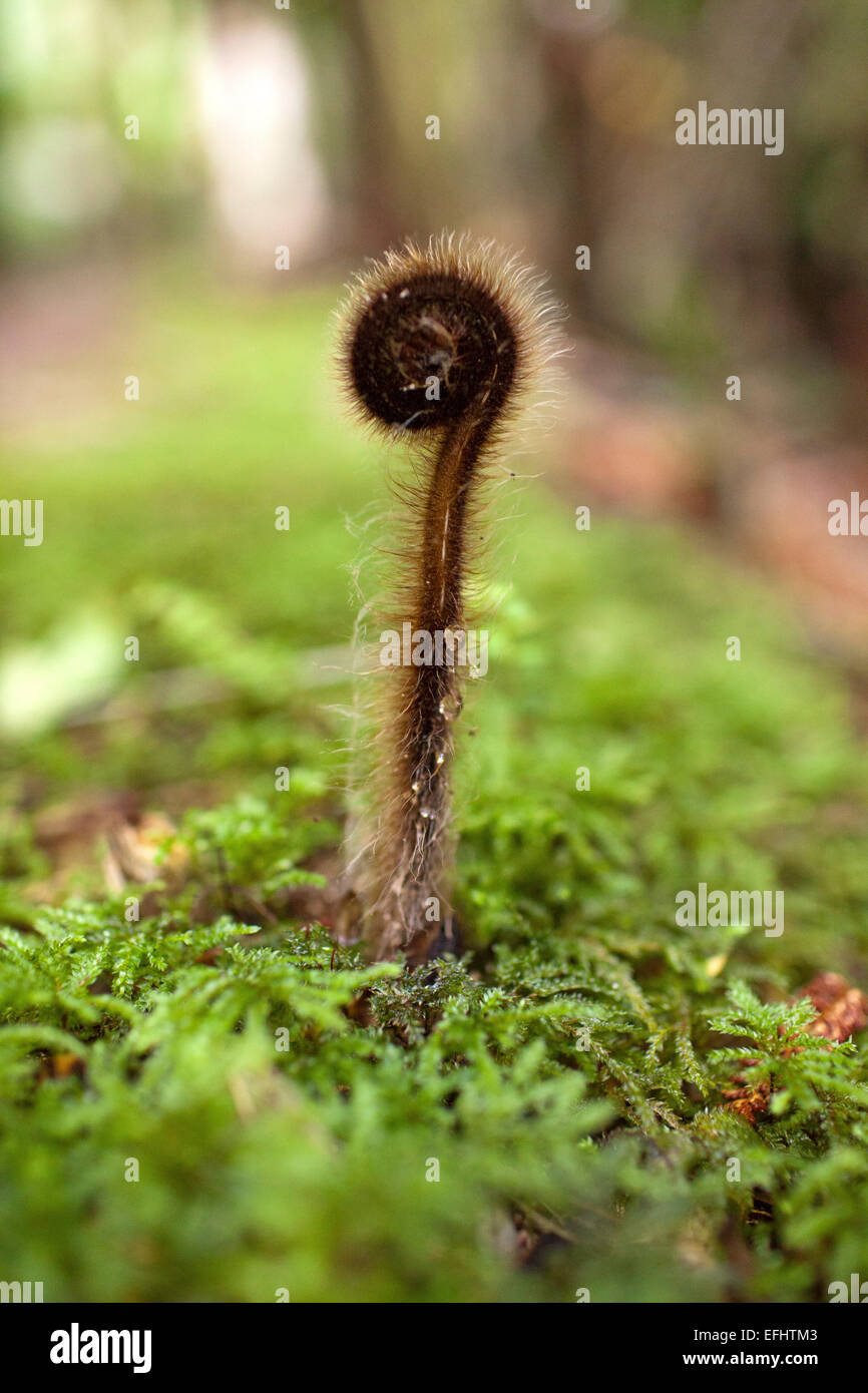 Koru, giovane fern cresce su una foresta di muschio pavimento, Isola del Sud, Nuova Zelanda Foto Stock