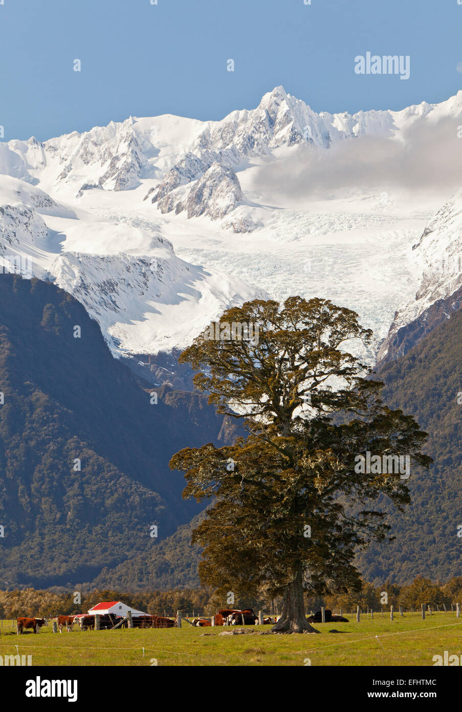 Albero gigante nella parte anteriore del paesaggio di montagna, Fox Glacier, Alpi del Sud, Isola del Sud, Nuova Zelanda Foto Stock