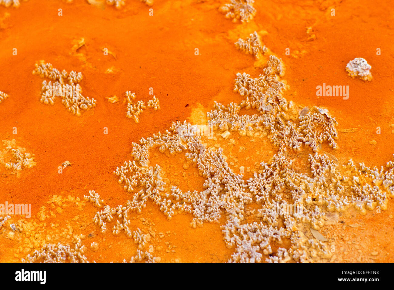 Close up Champagne Pool a Waio-tapu Crater Lake mostra di colore arancione deposites minerale, vicino a Rotorua, Isola del nord, N Foto Stock