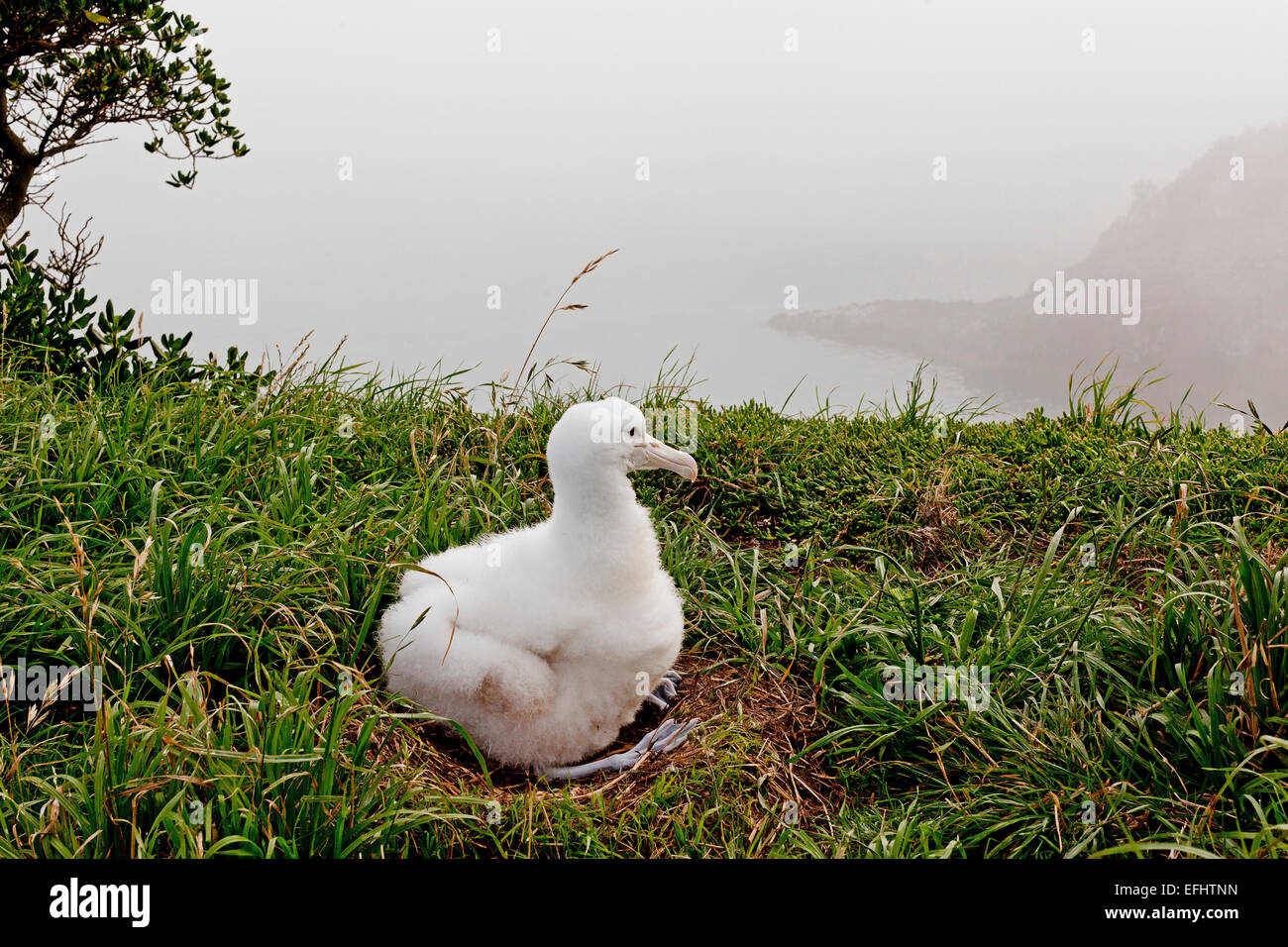 Soffice bianco pulcino di Albatros in attesa per i genitori, Royal Albatross Center, Taiaroa Head, Otago, Isola del Sud, Nuova Zelanda Foto Stock