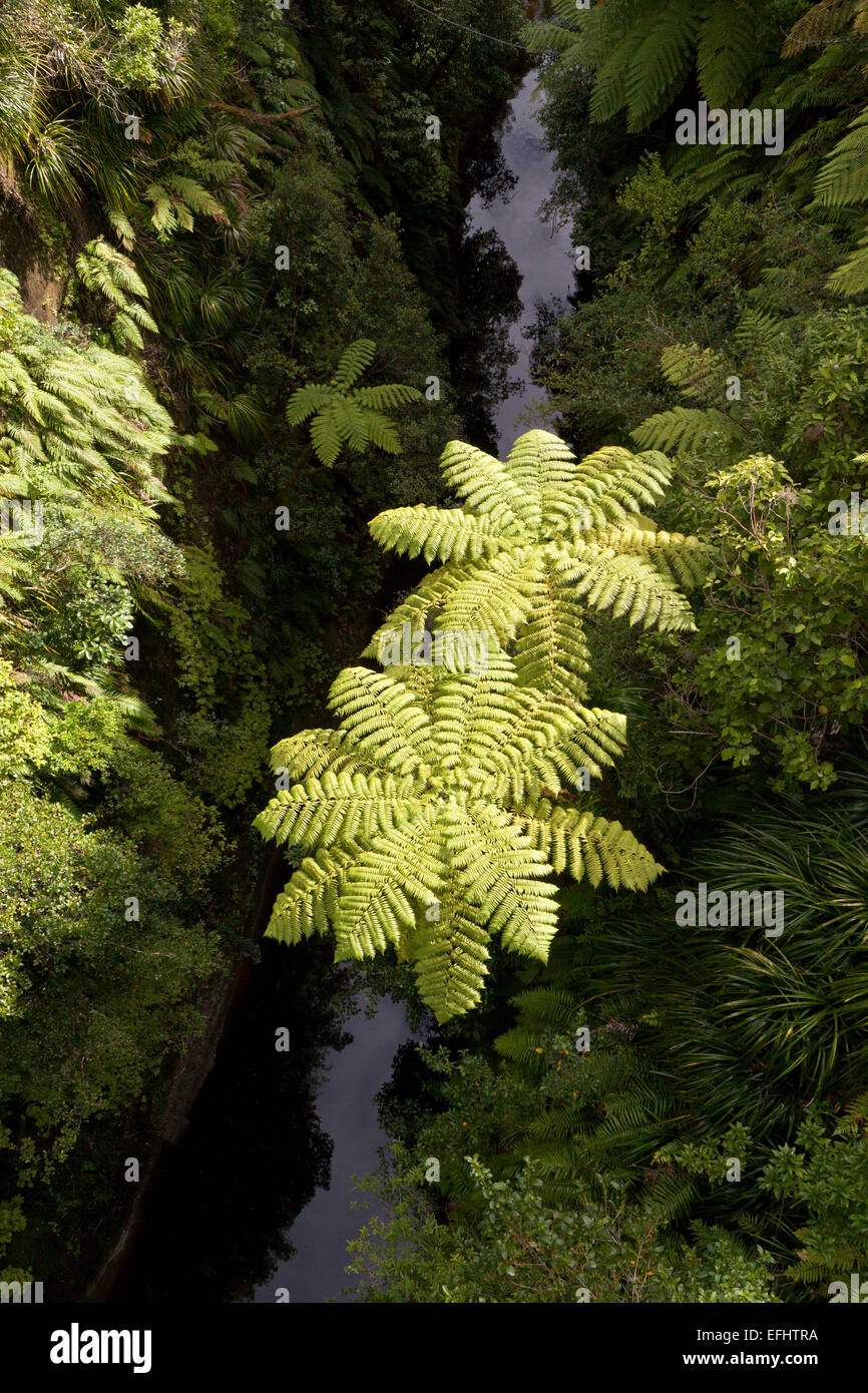 Felci arboree al di sopra di un fiume tributario del fiume Whanganui, vista dal ponte per nulla, Whanganui River North Island, New Zeala Foto Stock