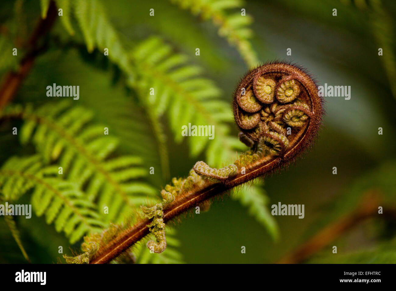 Giovani fern frond, Maori, koru, Whirinaki Forest, Nuova Zelanda Foto Stock