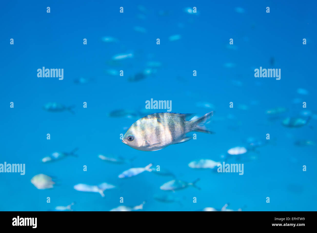 Pesce tropicale in Mar Rosso, Egitto Foto Stock