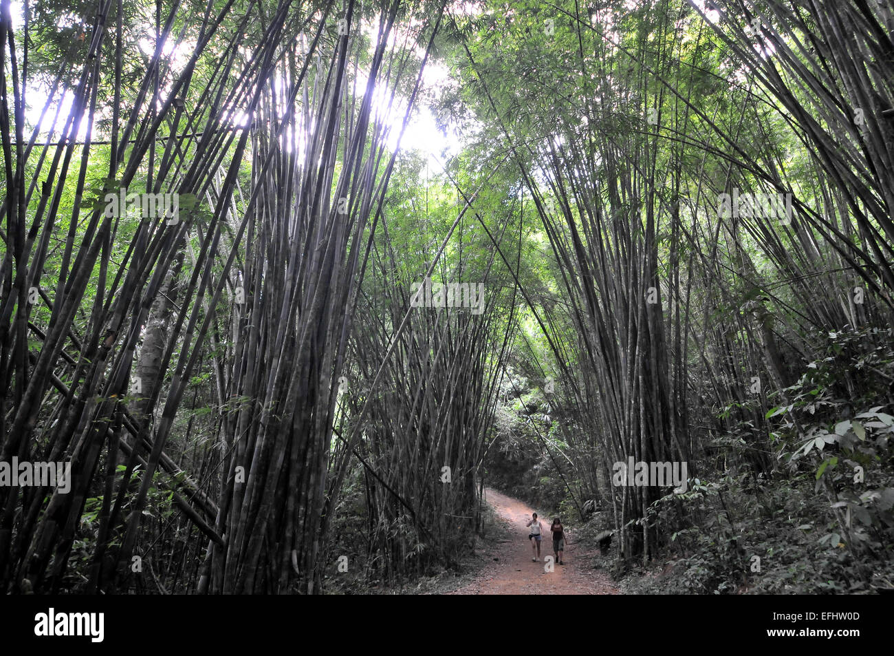 Bambooforrest in Khao Sok National Park, Souththailand, Thailandia, Asia Foto Stock