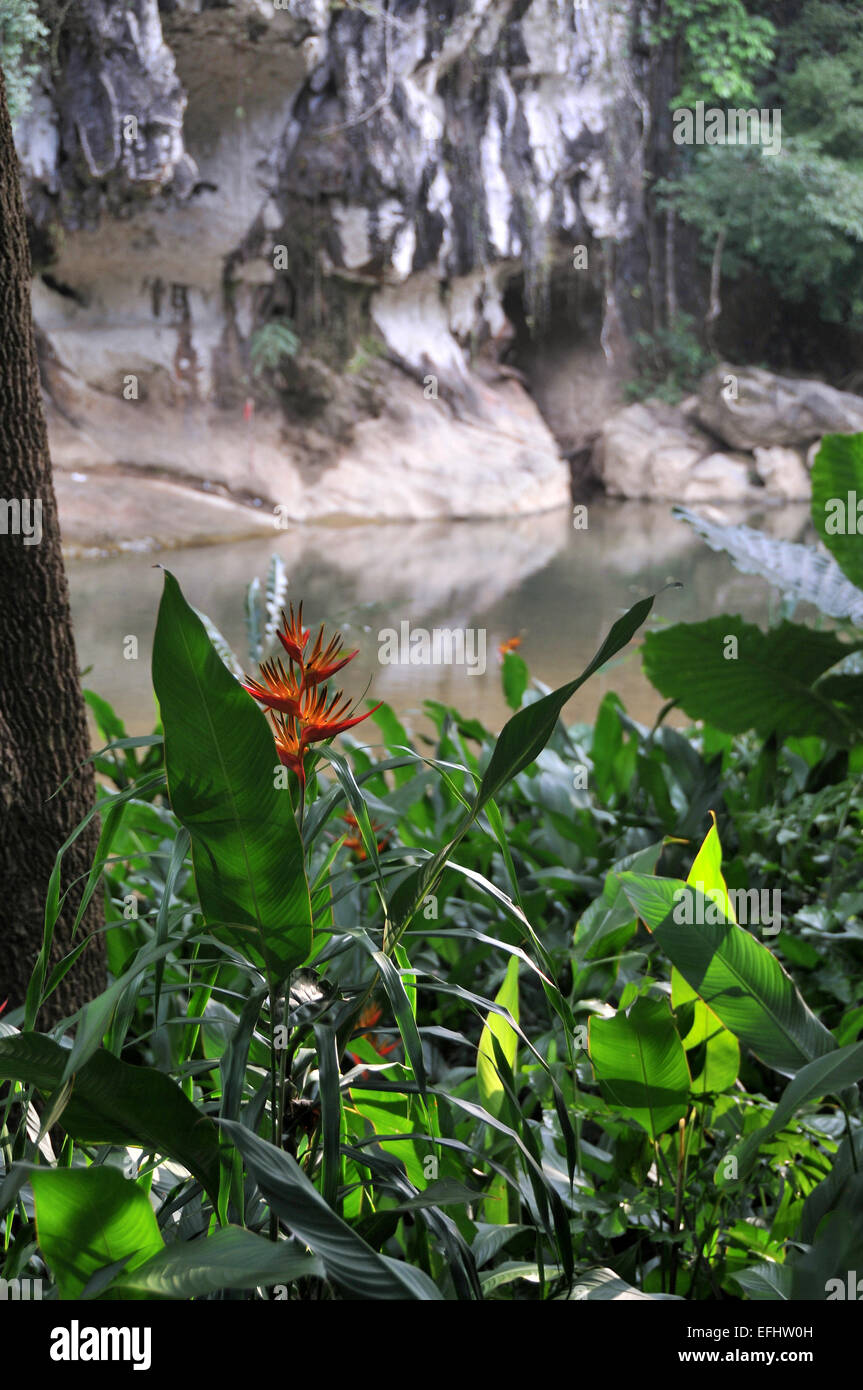 In Khao Sok National Park, Souththailand, Thailandia, Asia Foto Stock
