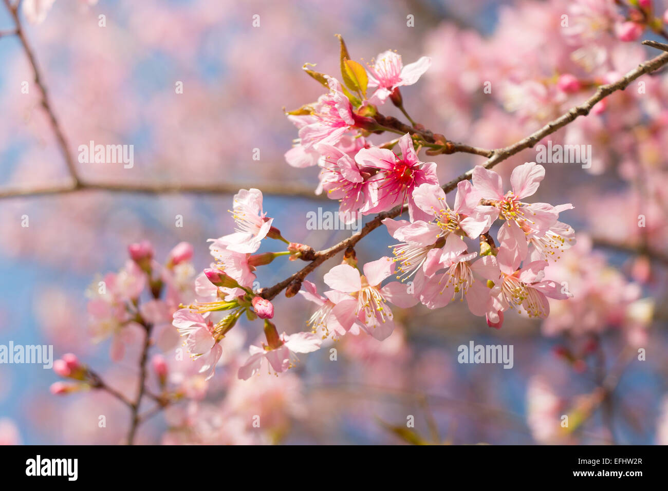 Wild Himalayan ciliegio ( Prunus cerasoides ) ( Sakura in Thailandia ) di Phu Lom Lo montagna , Loei , della Thailandia Foto Stock