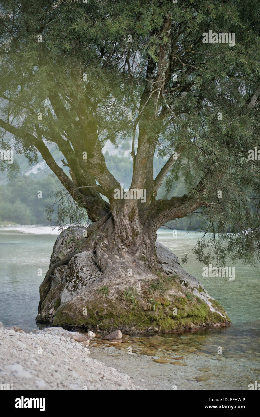 Albero cresciuto sulla roccia, Soca valle intorno Bovec, sulle Alpi Giulie, Primorska, Slovenia Foto Stock