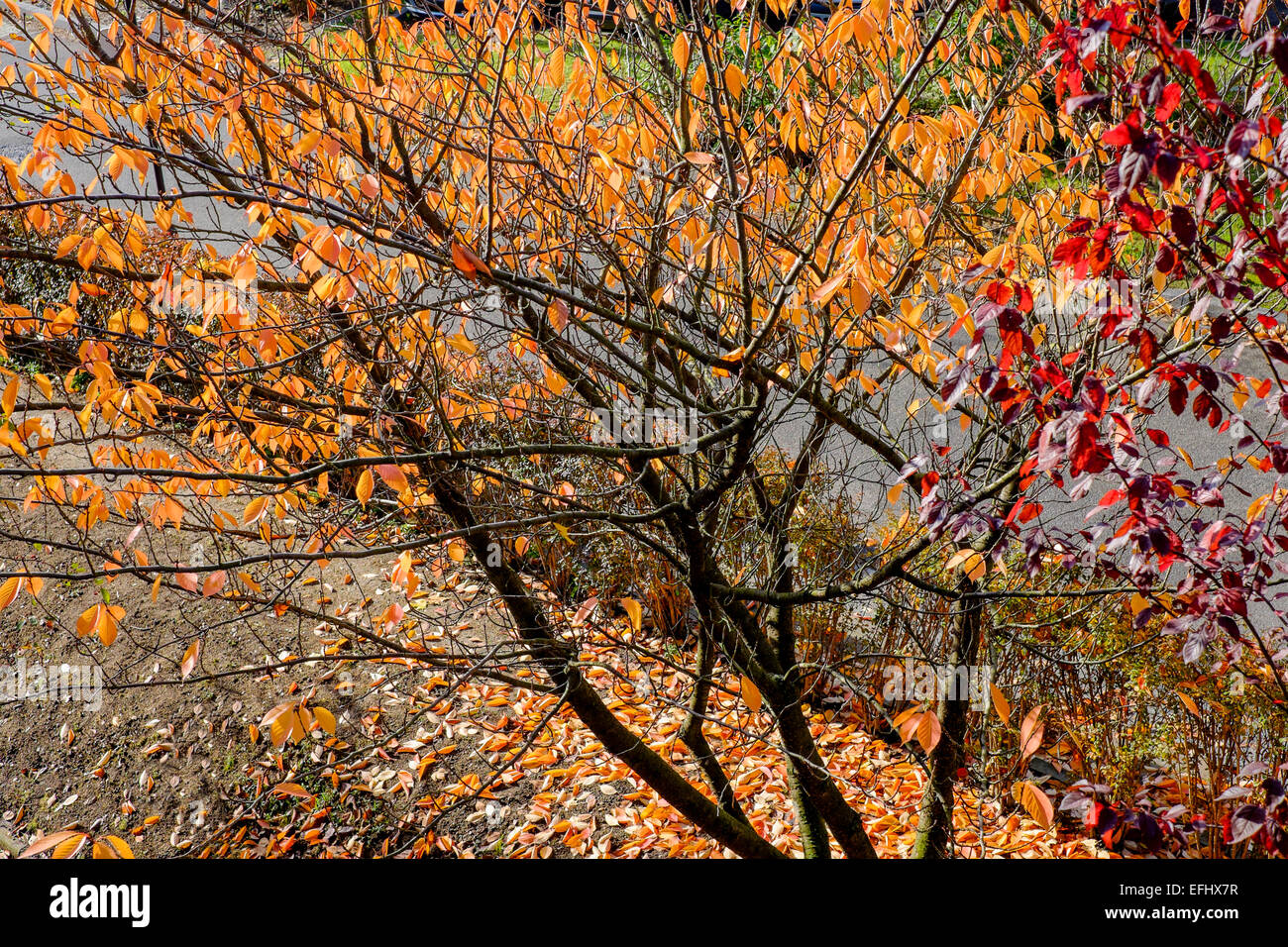 Prunus sargentii albero con fogliame di autunno Alsace Francia Europa Foto Stock