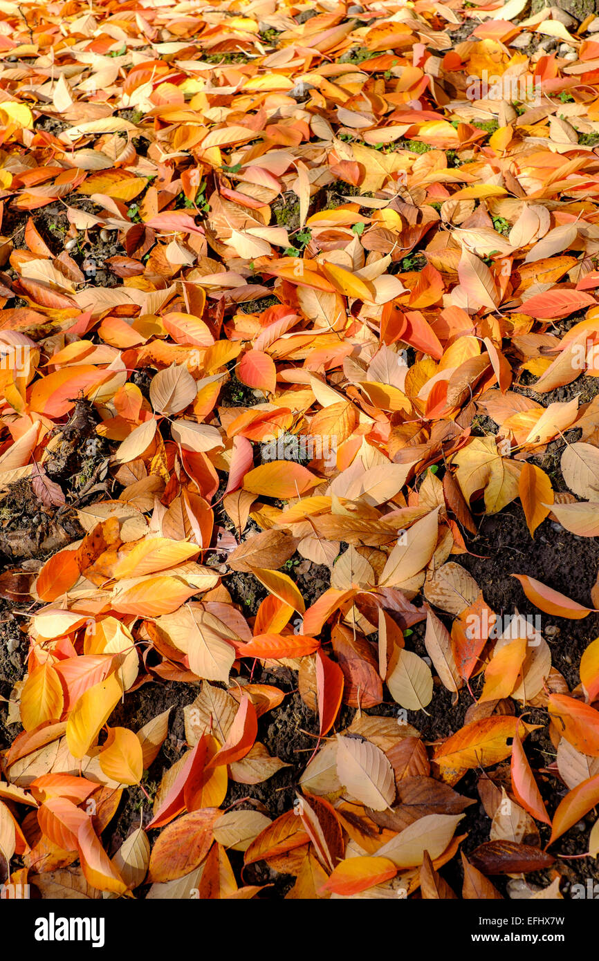 Foglie di Prunus sargentii Albero in autunno Alsace Francia Foto Stock