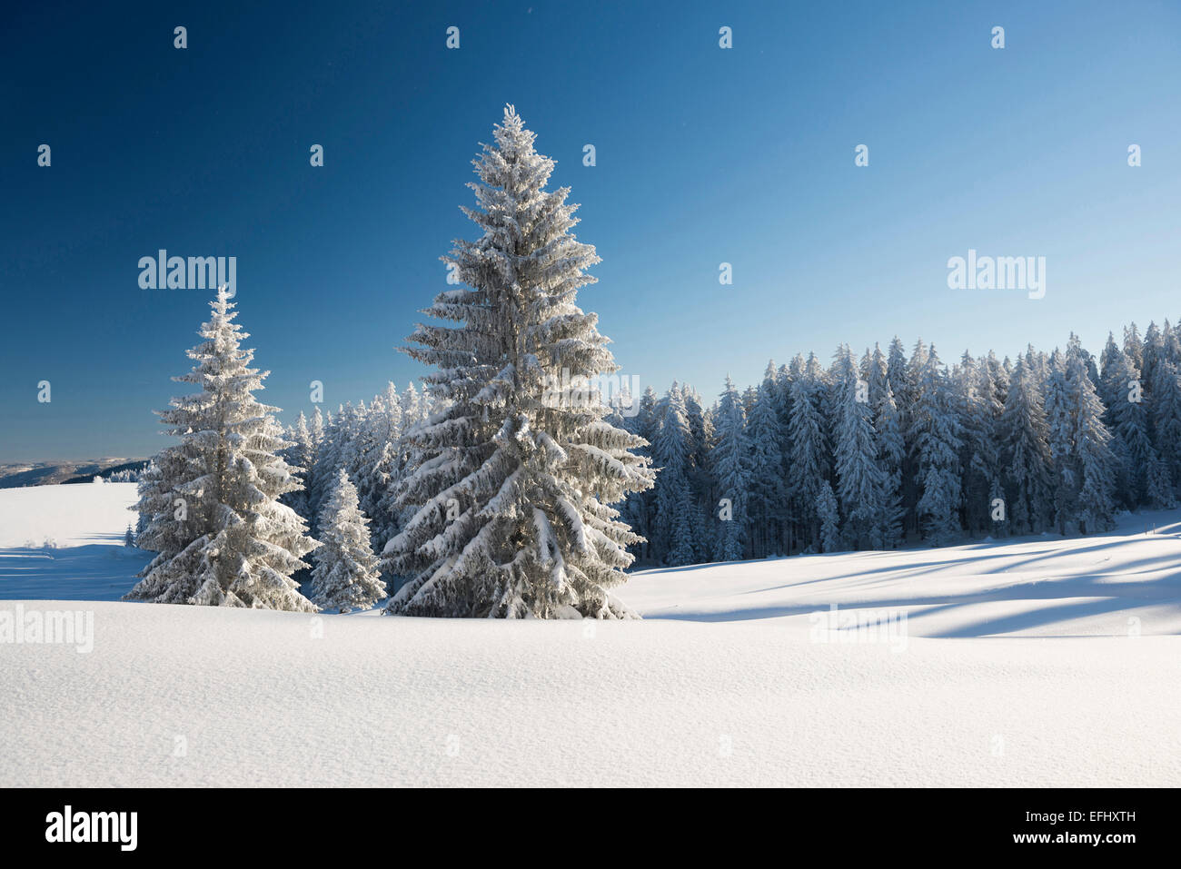 Coperta di neve alberi, Schauinsland, nei pressi di Freiburg im Breisgau, Foresta Nera, Baden-Wuerttemberg, Germania Foto Stock