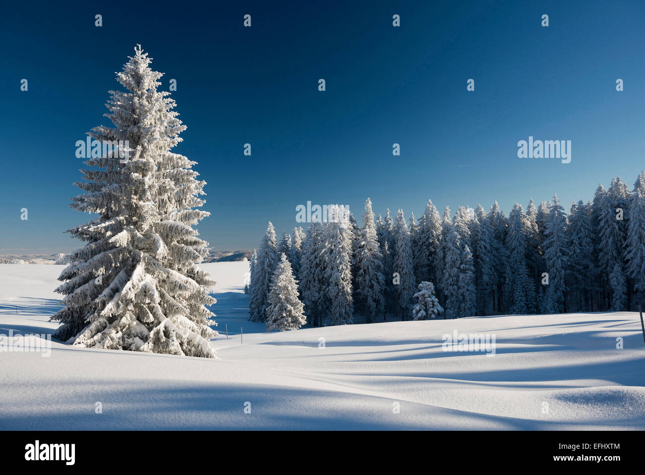 Coperta di neve alberi, Schauinsland, nei pressi di Freiburg im Breisgau, Foresta Nera, Baden-Wuerttemberg, Germania Foto Stock