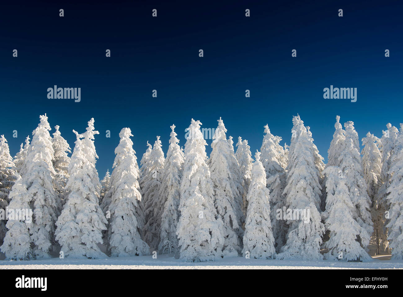Coperta di neve Alberi di fronte a un profondo cielo blu, Schauinsland, nei pressi di Freiburg im Breisgau, Foresta Nera, Baden-Wuerttemberg, Germa Foto Stock
