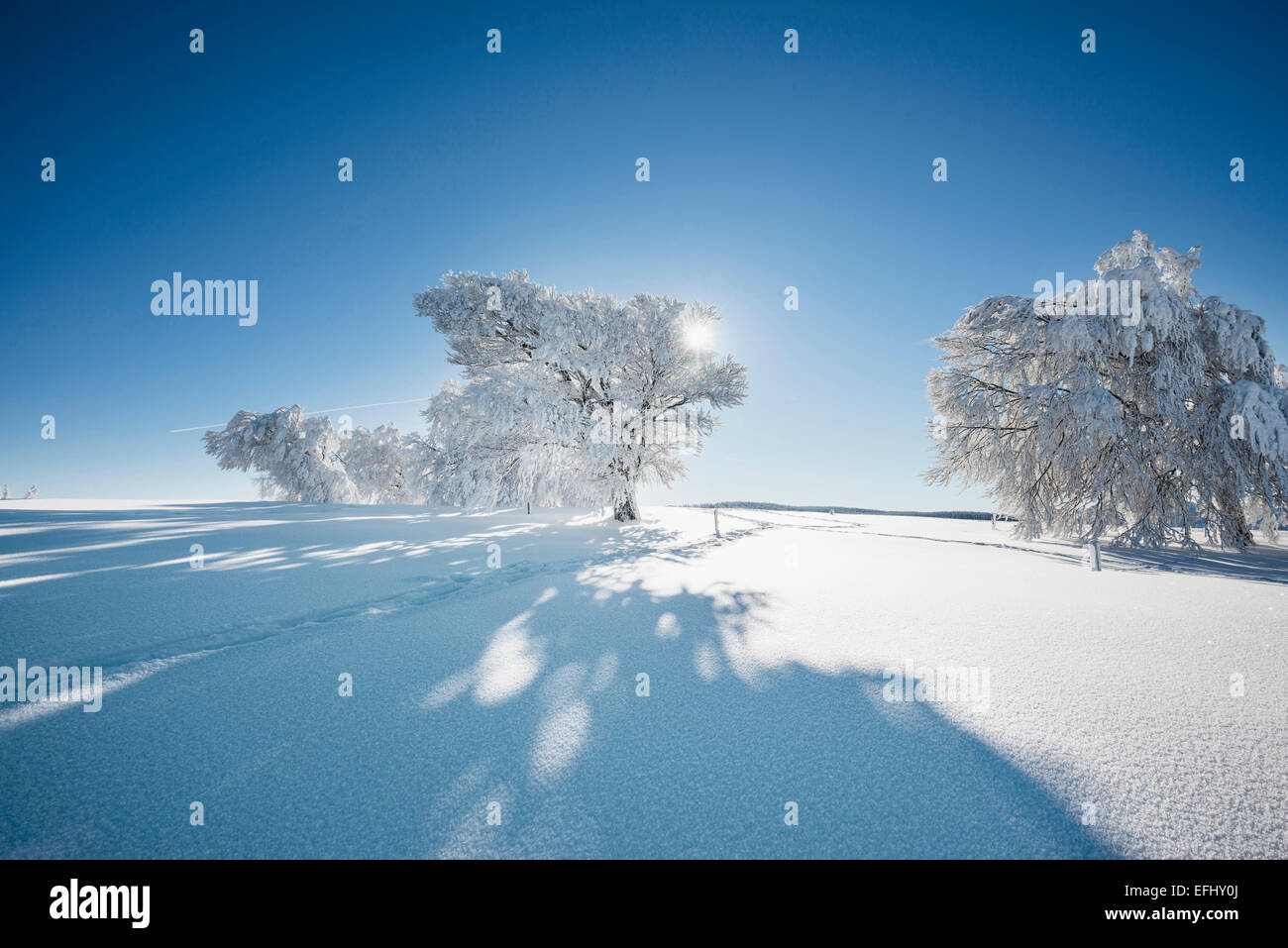 Orme nella neve fresca e coperta di neve alberi, Schauinsland, nei pressi di Freiburg im Breisgau, Foresta Nera, Baden-Wuerttemberg, germe Foto Stock