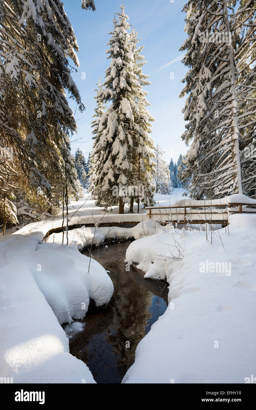 Coperta di neve alberi e piccolo ruscello, Bernau, Foresta Nera, Baden-Wuerttemberg, Germania Foto Stock