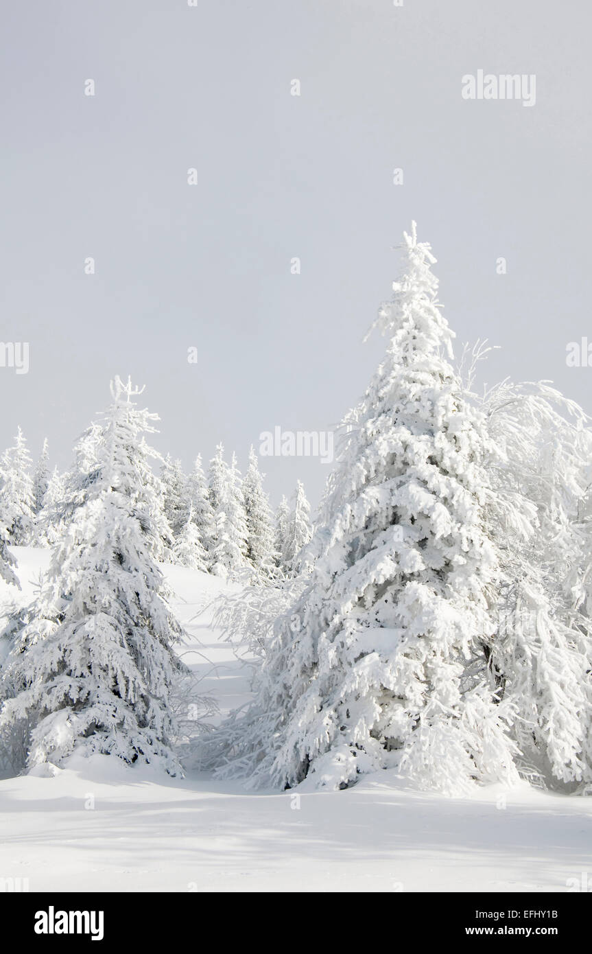 Coperta di neve alberi, Schauinsland, nei pressi di Freiburg im Breisgau, Foresta Nera, Baden-Wuerttemberg, Germania Foto Stock