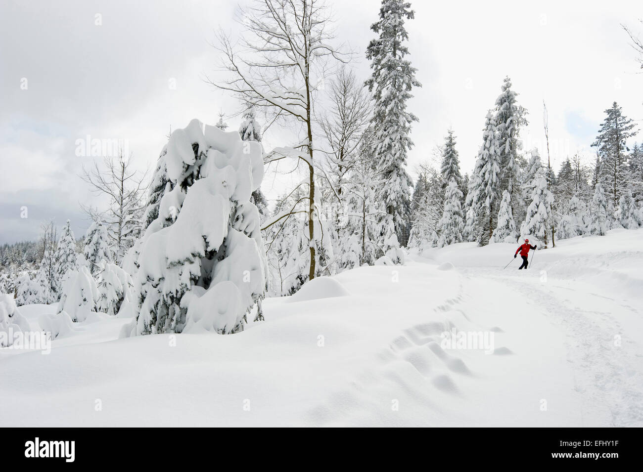 Coperta di neve alberi e cross-country sciatore, Schauinsland, nei pressi di Freiburg im Breisgau, Foresta Nera, Baden-Wuerttemberg, Germania Foto Stock