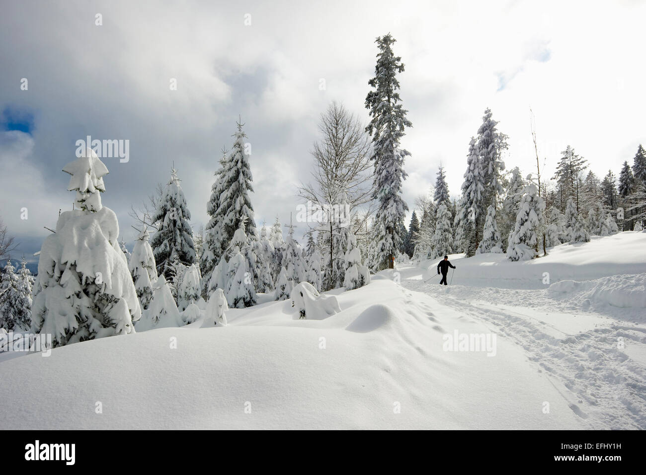 Coperta di neve alberi e cross-country sciatore, Schauinsland, nei pressi di Freiburg im Breisgau, Foresta Nera, Baden-Wuerttemberg, Germania Foto Stock