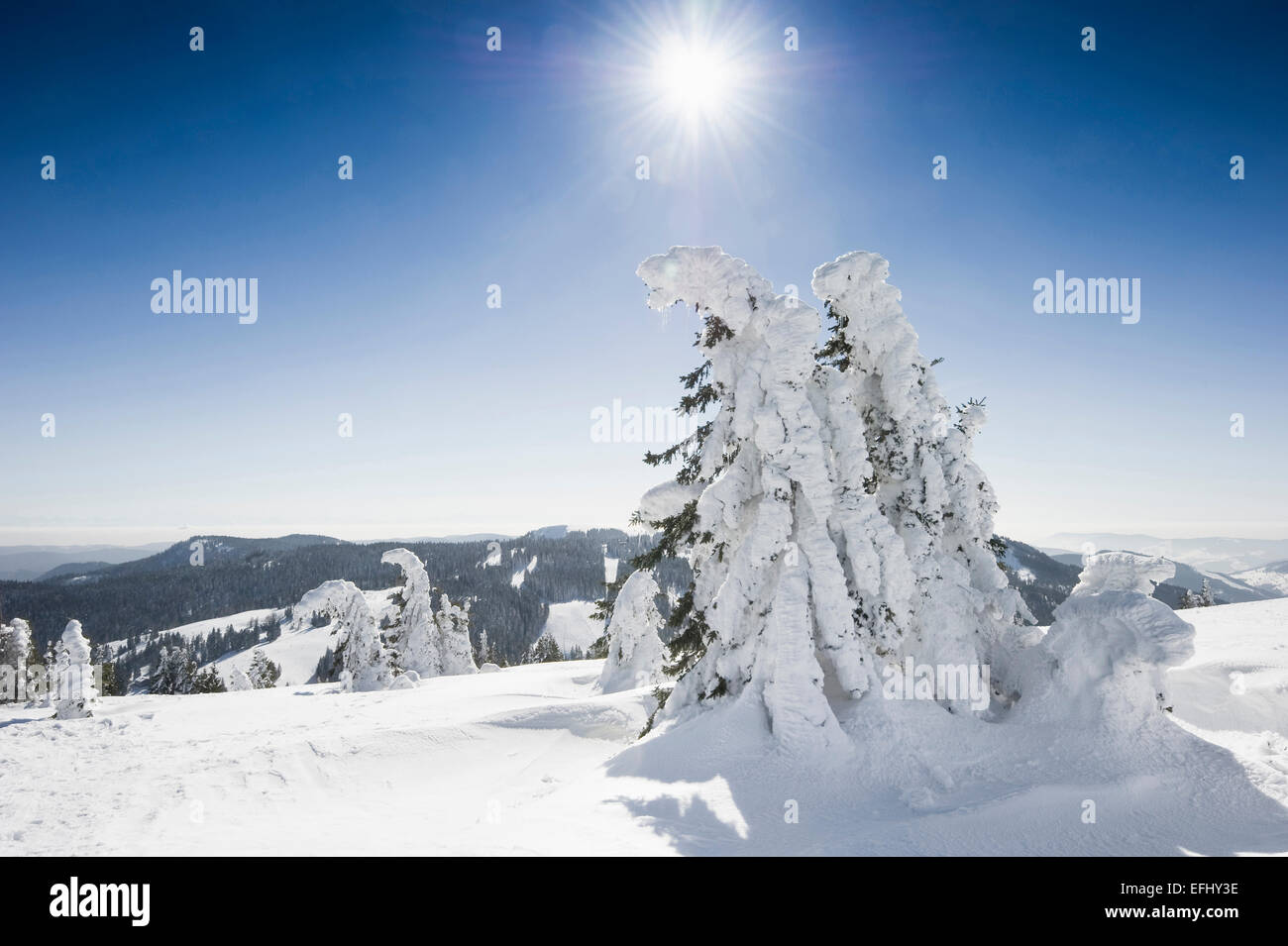 Coperta di neve abeti, Feldberg, Foresta Nera, Baden-Wuerttemberg, Germania Foto Stock