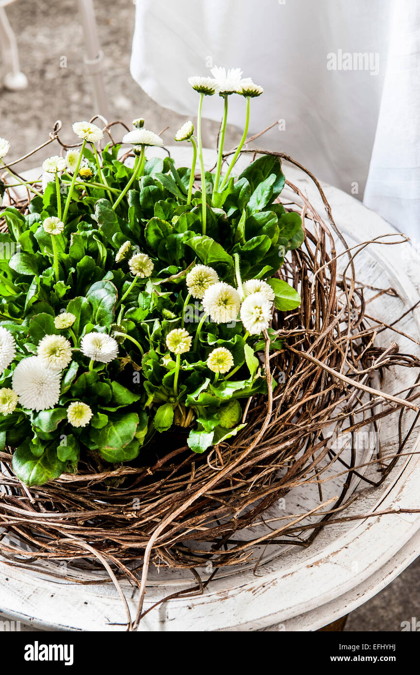 Ghirlanda di pasqua con il bianco bellis fiori a margherita, Amburgo, Germania Foto Stock