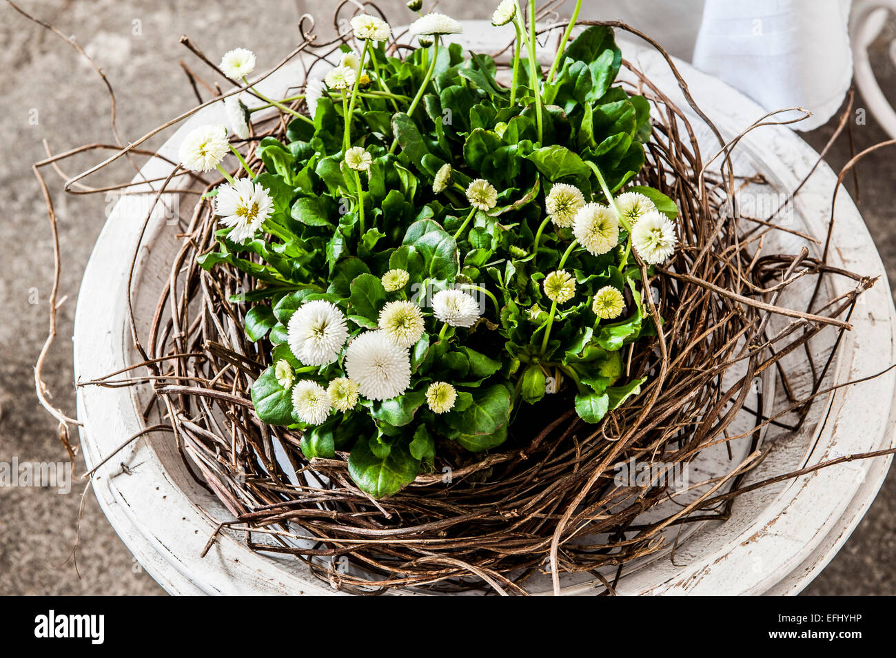 Ghirlanda di pasqua con il bianco bellis fiori a margherita, Amburgo, Germania Foto Stock