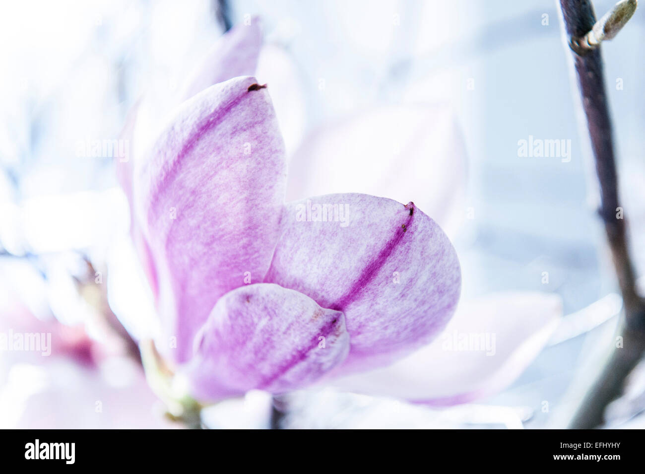 Magnolia lilla immagini e fotografie stock ad alta risoluzione - Alamy