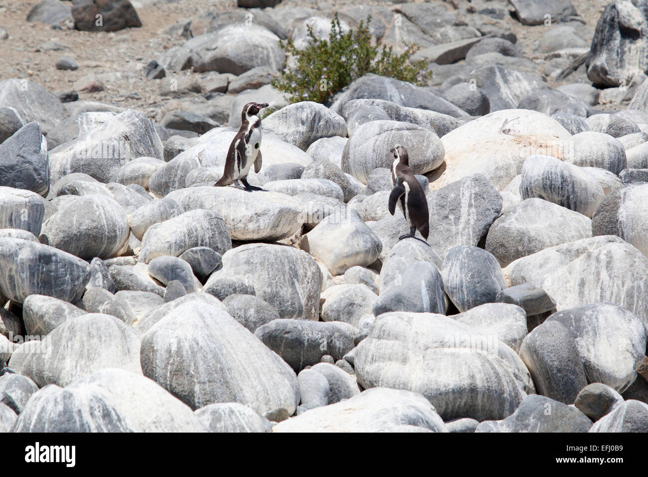 I pinguini Humboldt. Pan de Azucar Island. Regione de Atacama & Antofagasta. Il Cile. Foto Stock