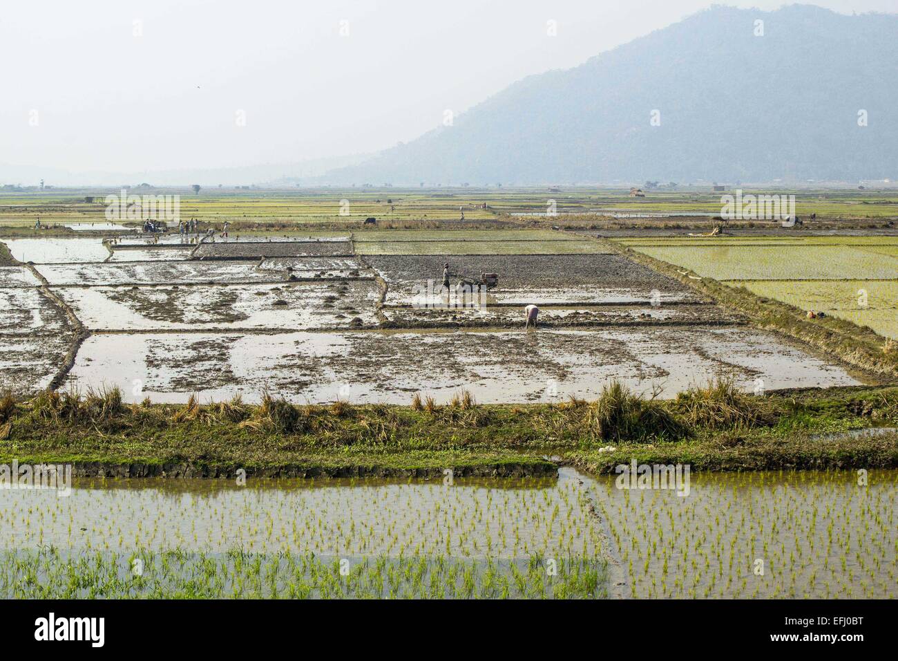 Morigaon, Assam, India. 5 febbraio, 2015. Gli agricoltori indiani preparano il loro settore agricolo per piantare paddy alberelli Morigaon nel distretto di nord-est Assam il 5 febbraio 2015. In India circa 650 milioni di persone si guadagnano il loro sostentamento dall'agricoltura e si colloca al secondo posto nel mondo nella produzione agricola. Il contributo economico di agricoltura per il PIL indiano è in costante diminuzione con il paese della crescita economica su ampia base. © Luit Chaliha/ZUMA filo/ZUMAPRESS.com/Alamy Live News Foto Stock