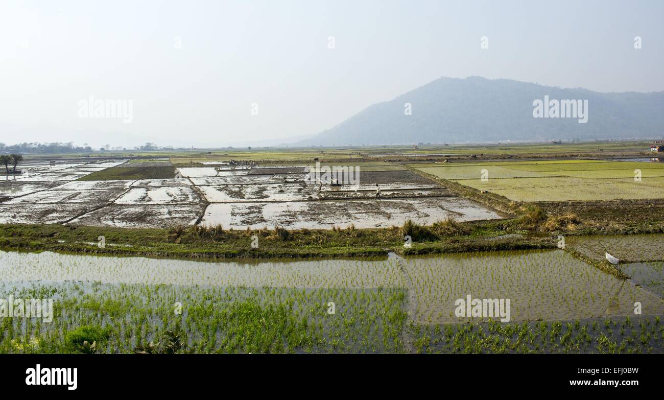 Morigaon, Assam, India. 5 febbraio, 2015. Gli agricoltori indiani preparano il loro settore agricolo per piantare paddy alberelli Morigaon nel distretto di nord-est Assam il 5 febbraio 2015. In India circa 650 milioni di persone si guadagnano il loro sostentamento dall'agricoltura e si colloca al secondo posto nel mondo nella produzione agricola. Il contributo economico di agricoltura per il PIL indiano è in costante diminuzione con il paese della crescita economica su ampia base. © Luit Chaliha/ZUMA filo/ZUMAPRESS.com/Alamy Live News Foto Stock