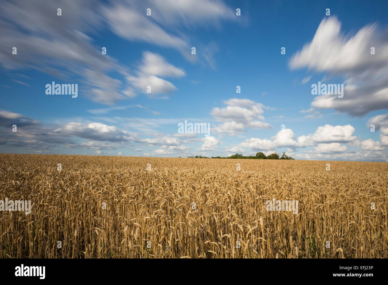 Campo di grano, Cadwell Farm, Ickleford, Hitchin, Herts, Inghilterra, Regno Unito Foto Stock