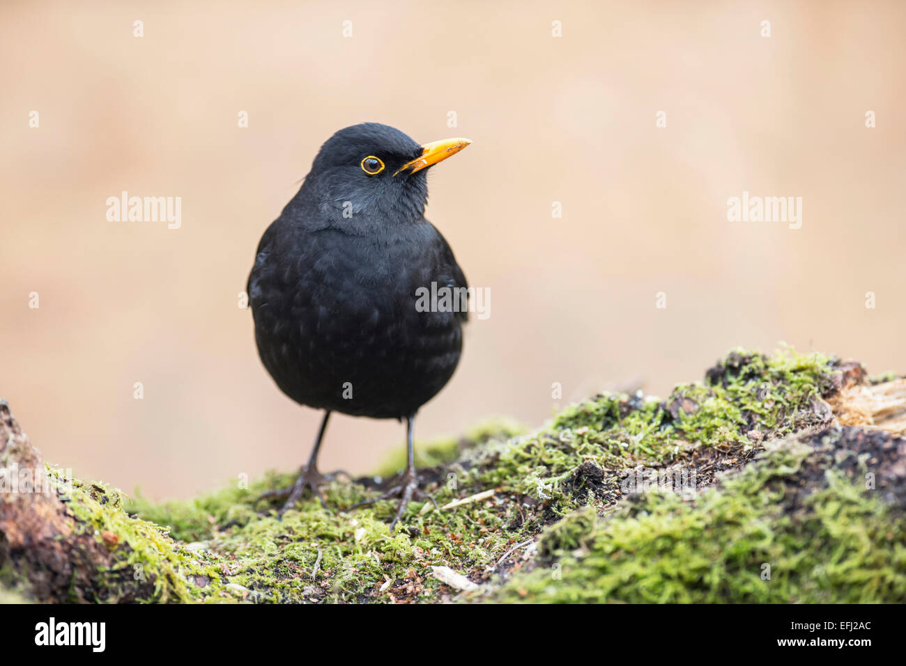 Merlo (Turdus merula). Maschio, appollaiato su un log in un giardino Hampshire. Foto Stock