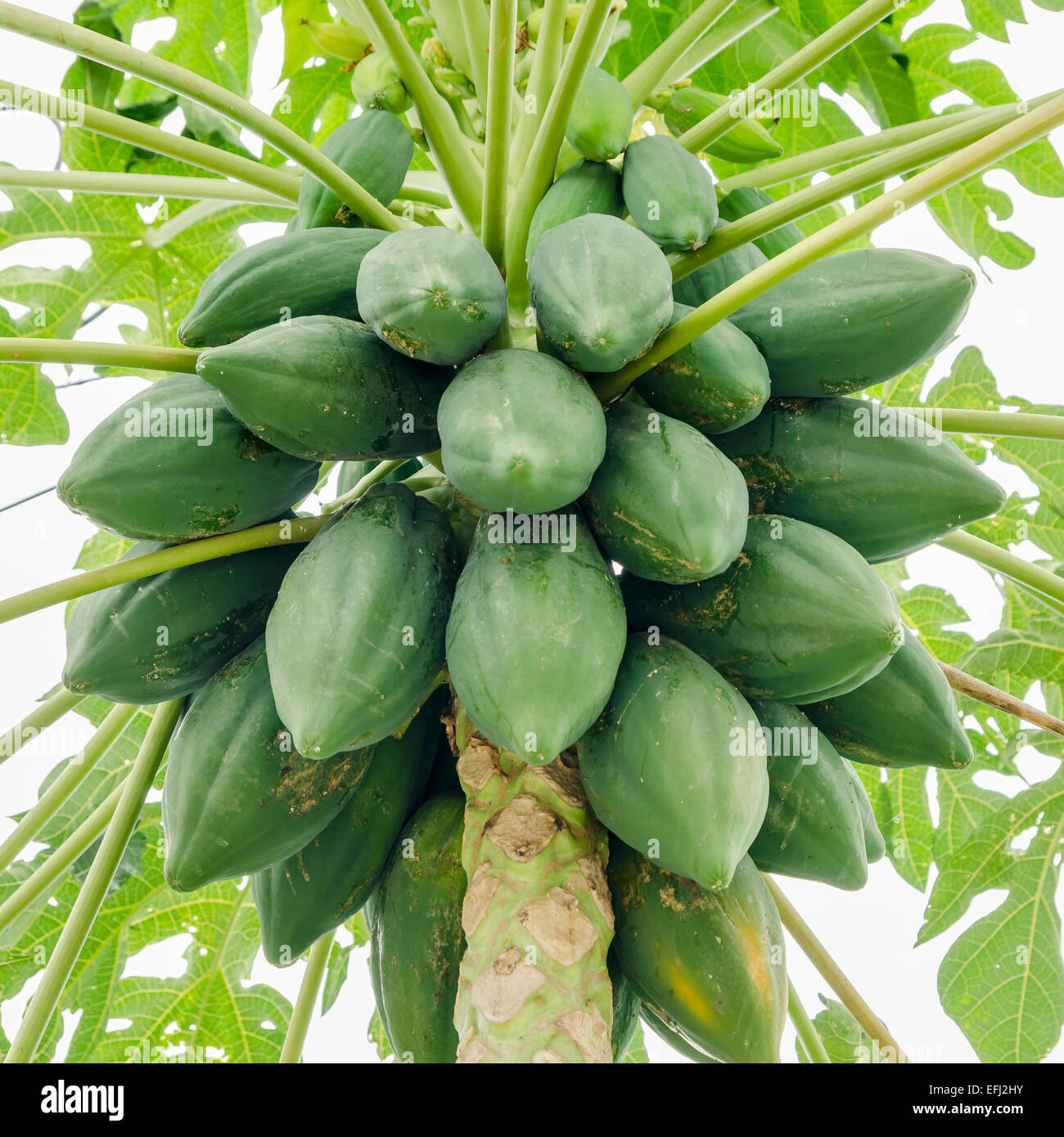 Molti papaia fresca albero con il mazzetto di frutti su sfondo bianco Foto Stock