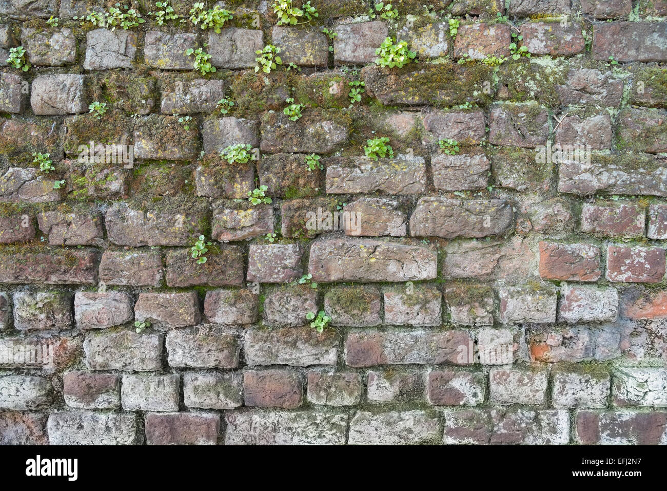 Sullo sfondo di una vecchia parete spiovente cith muschio ed erbacce su di esso. Foto Stock