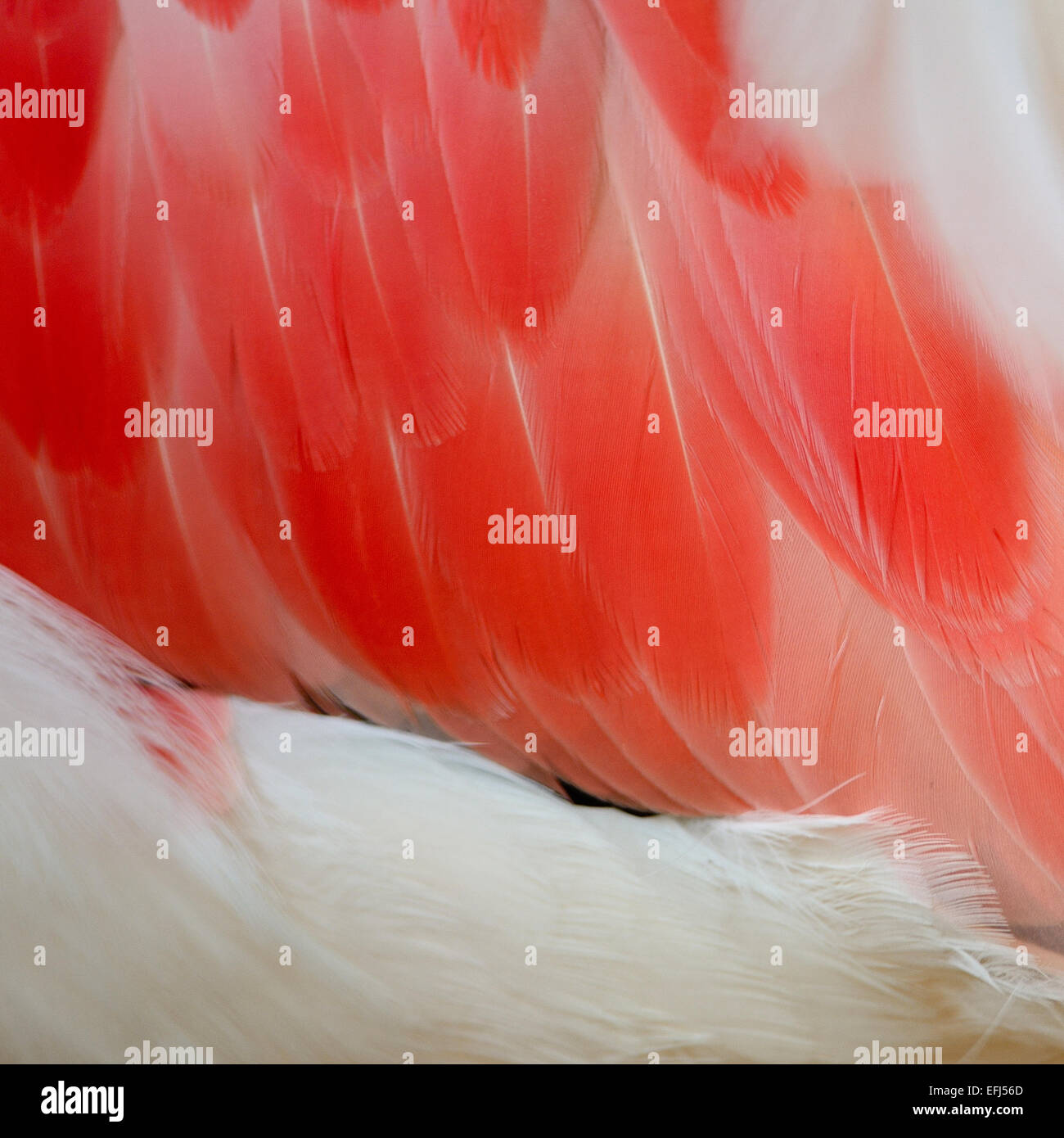 Primo piano di Flamingo piume Foto Stock