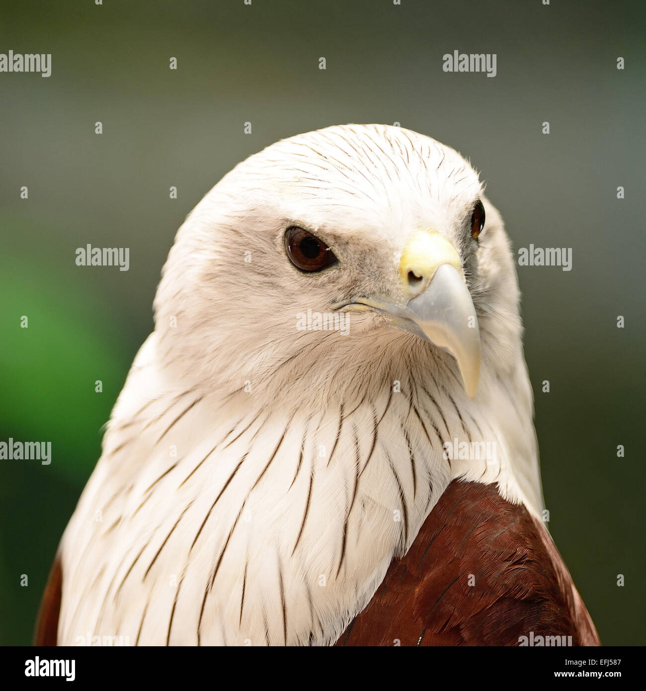 Brahminy Kite (Haliastur indus), profilo di faccia Foto Stock