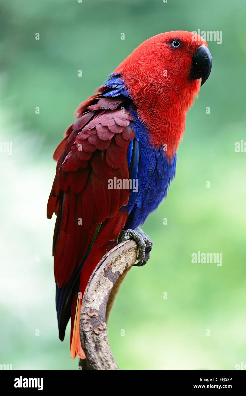 Colorato red parrot, una femmina pappagallo Eclectus (Eclectus roratus), Profilo laterale Foto Stock