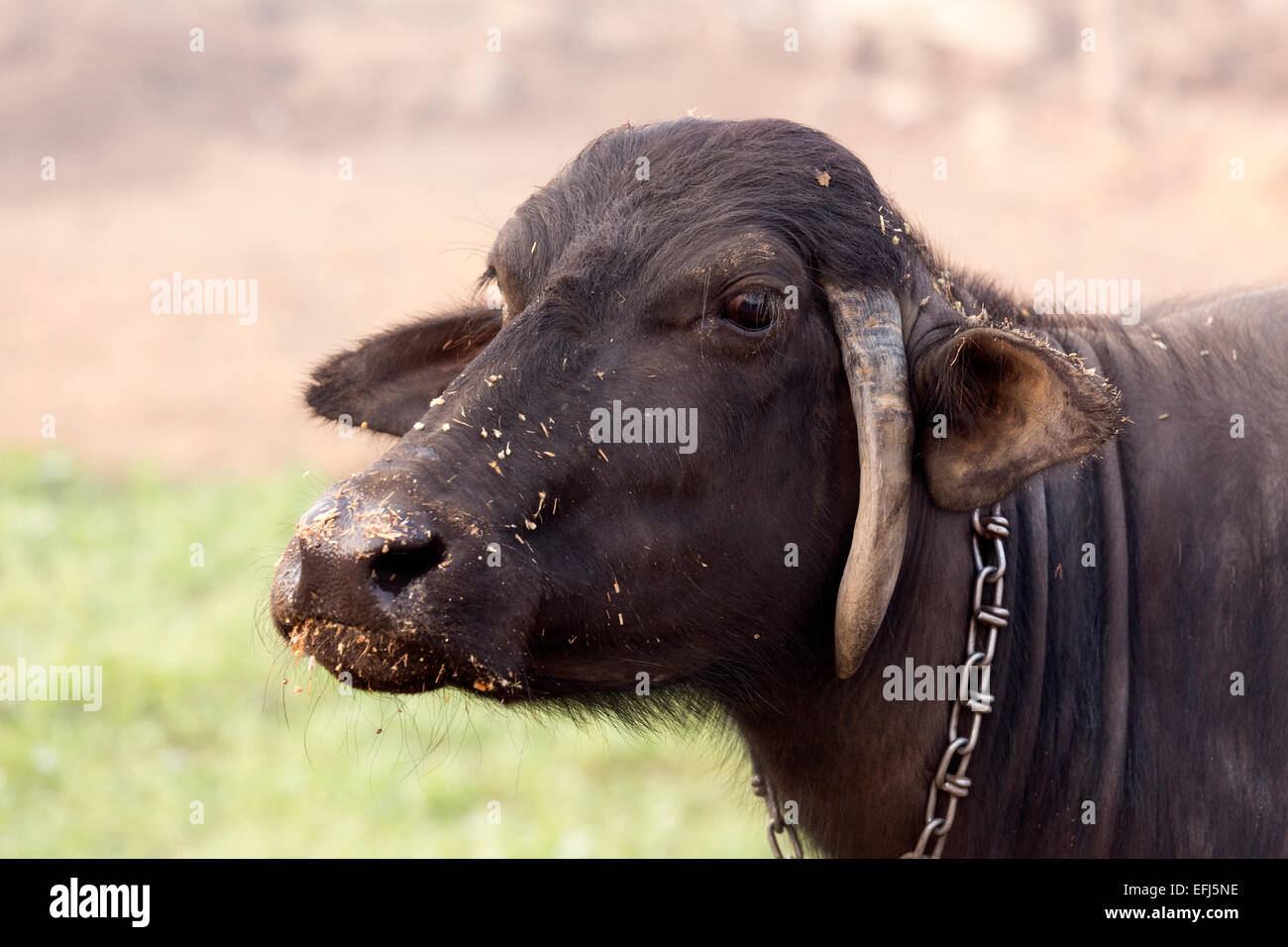 India, Uttar Pradesh, Agra, close up di Buffalo la testa con foraggi intorno narici Foto Stock