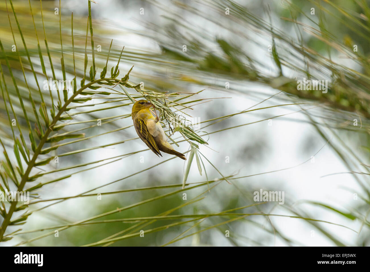 Maschio adulto africana di una golden weaver bird (Ploceus subaureus) tesse le fronde delle palme per fare un nido. Aviaria animale il comportamento del comportamento Foto Stock