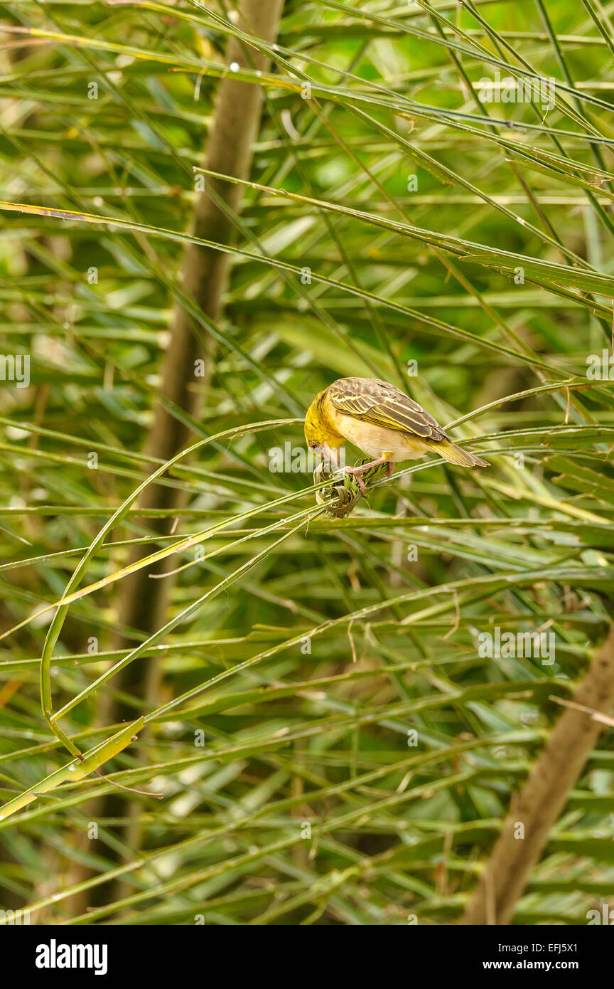 Maschio adulto African golden (giallo) weaver bird nest-edificio in un albero di palma. Foto Stock