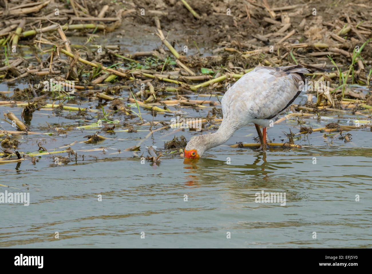 Ugandese uccelli selvatici - un giallo-fatturati stork (Mycteria ibis) alimentazione sulle rive del Lago Edward, Uganda. Foto Stock