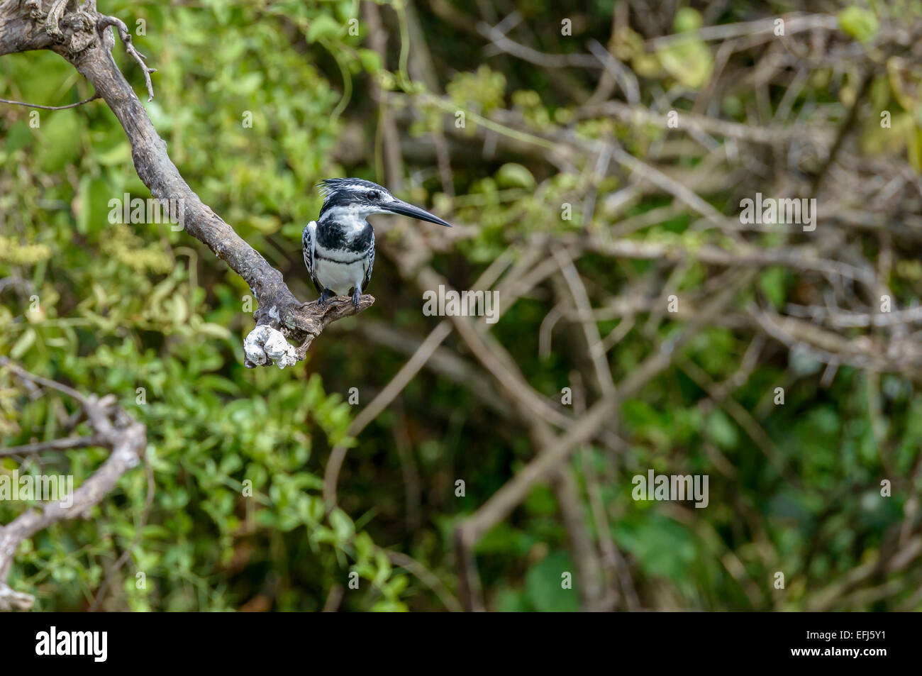Ugandese uccelli selvatici - maschio adulto pied kingfisher (Ceryle rudis) appollaiato su un albero di fronda. Foto Stock